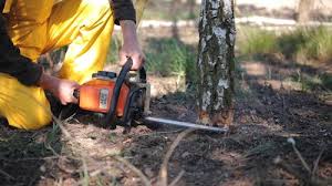  Rockwood, TN Tree Removal Pros
