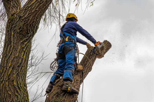 Professional Tree Removal in Rockwood, TN