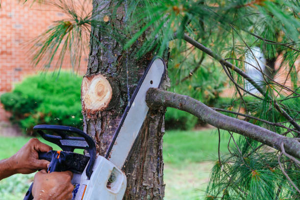 Best Leaf Removal  in Rockwood, TN